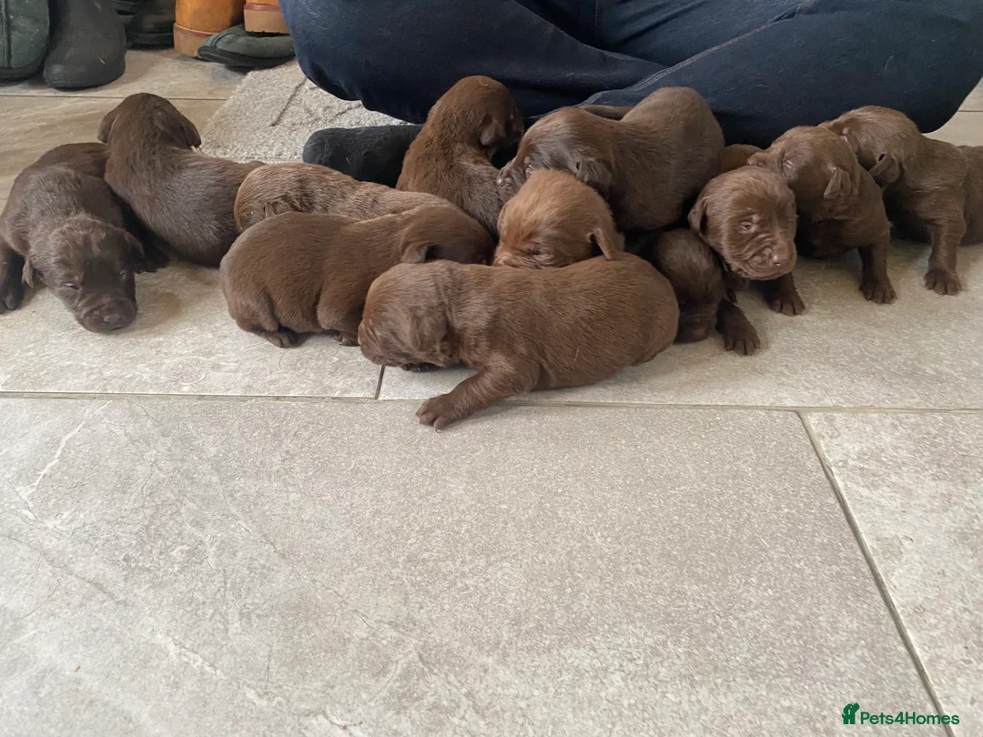 Labrador Retriever dogs for sale: BEAUTIFUL LITTER LABRADOR PUPS READY 9TH MARCH - Advert 7