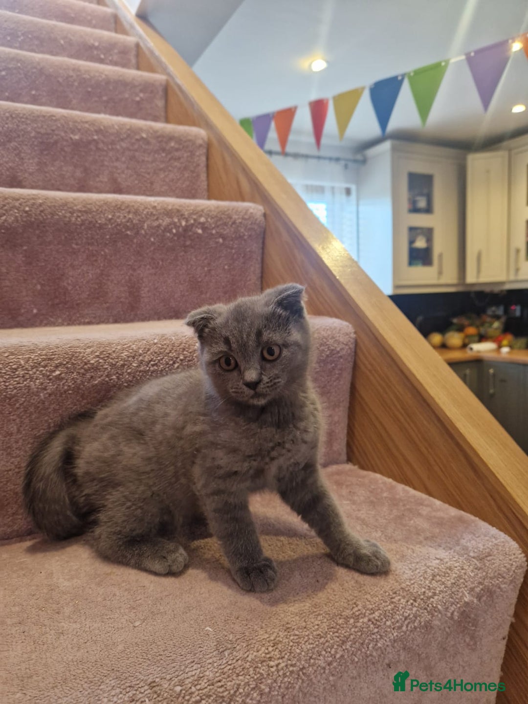 Scottish Fold cats for sale: 1 BSH Boy AVAILABLE. in Sheffield - Image 36