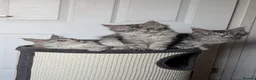 Maine Coon cats for sale: Maine coon kittens ready to leave now - Advert 26