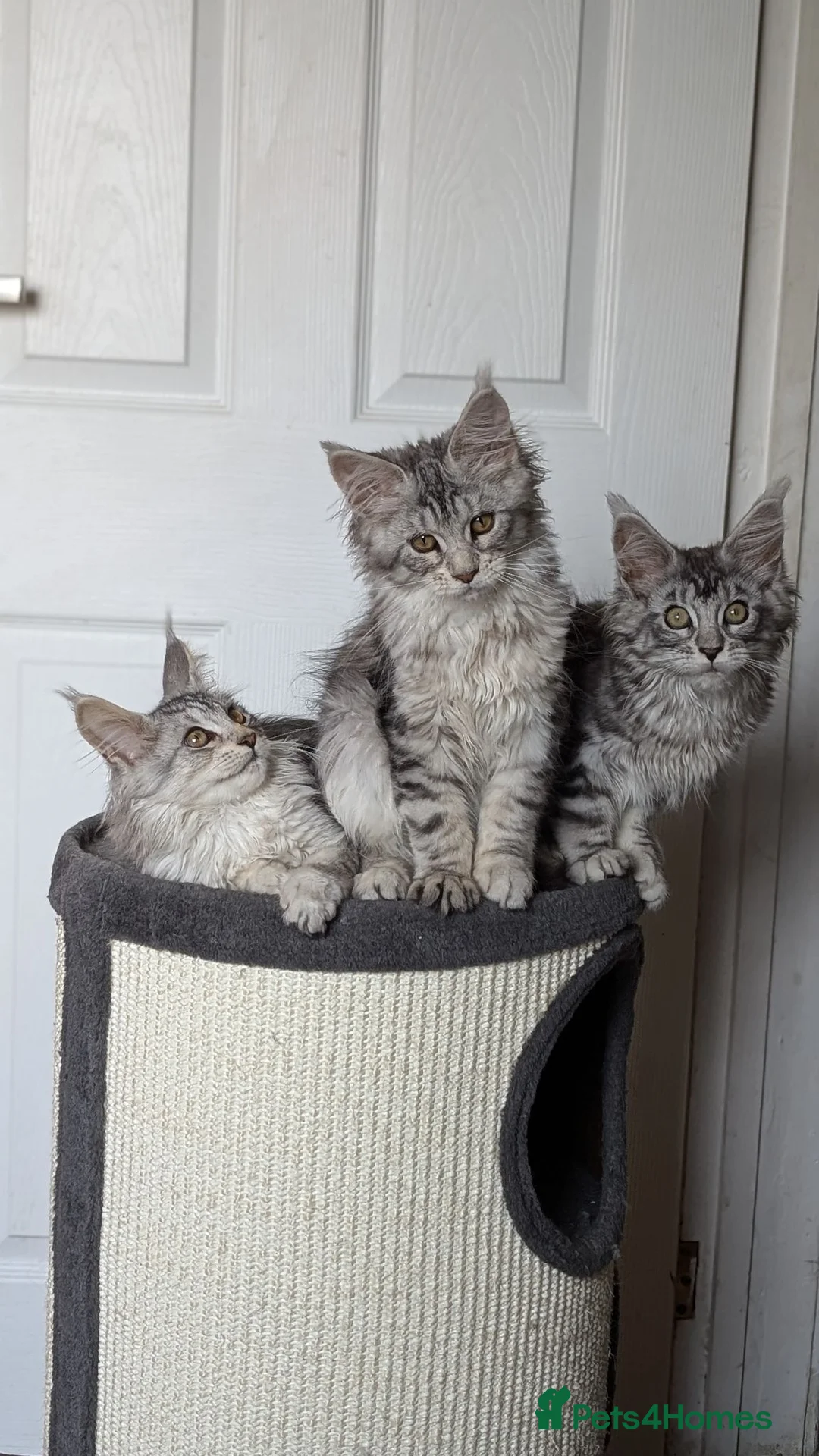 Maine Coon cats for sale: Maine coon kittens ready to leave now - Advert 26