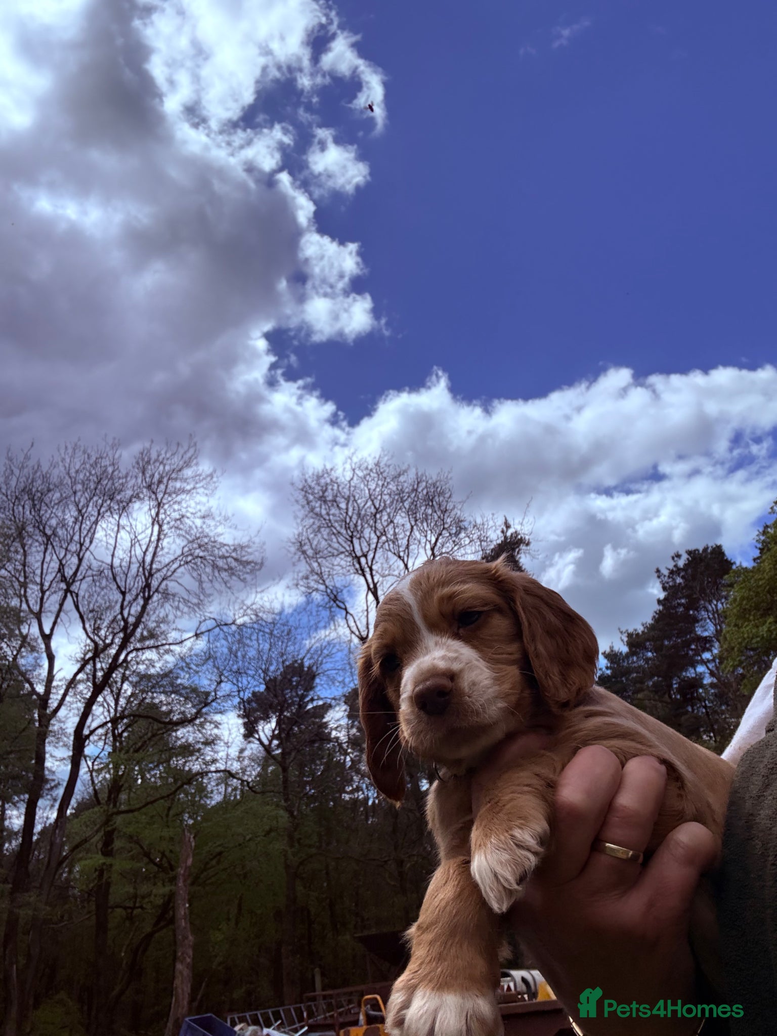 Cocker Spaniel dogs Kc reg cocker spaniels  - Advert 1