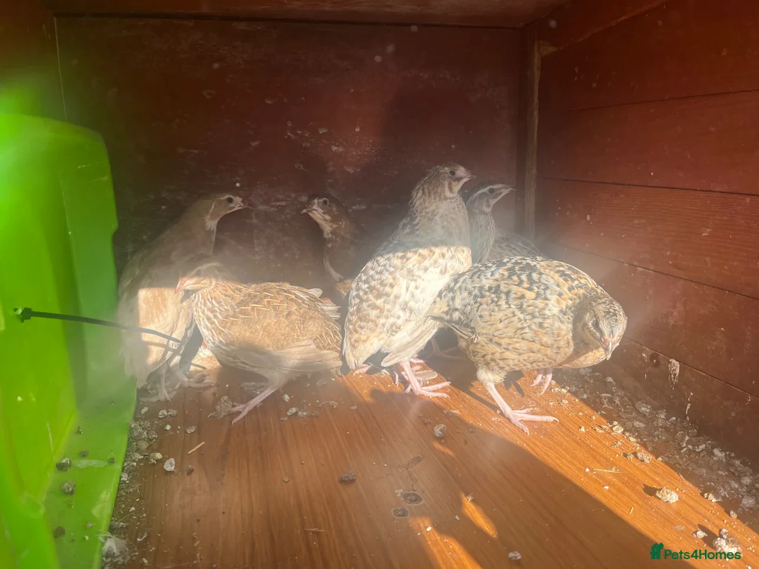 Quail poultry for sale: Coturnix quail 7 - mixed colours and patterns - Advert 2