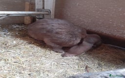 French Lop rabbits for sale: Male and female giant french lops for sale  - Image 3