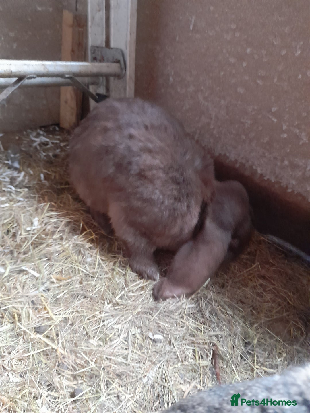 French Lop rabbits for sale: Male and female giant french lops for sale  - Image 3
