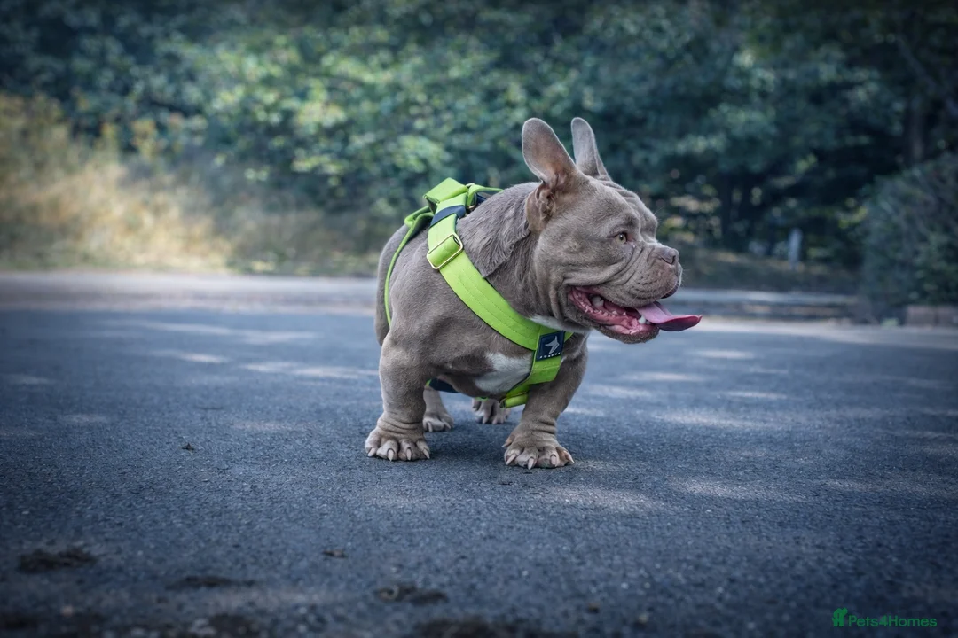 American Bully dogs for stud: Super deal 🔥Nano micro stud 🔥 - Advert 2