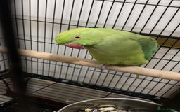 Ringnecks birds for sale: Indian Ringneck  - Image 2