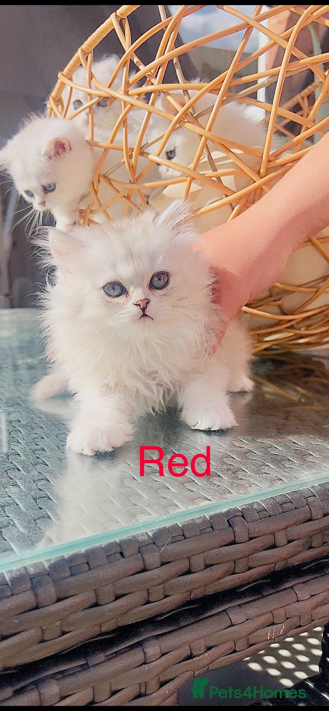 Scottish Fold cats for sale: 💞Beautiful Scottish Fold and Straight kittens🐾 - Image 30