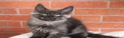 Maine Coon cats for sale: 🐾 WildPawzuk TICA Registered Maine Coon Kittens🐾 - Advert 4