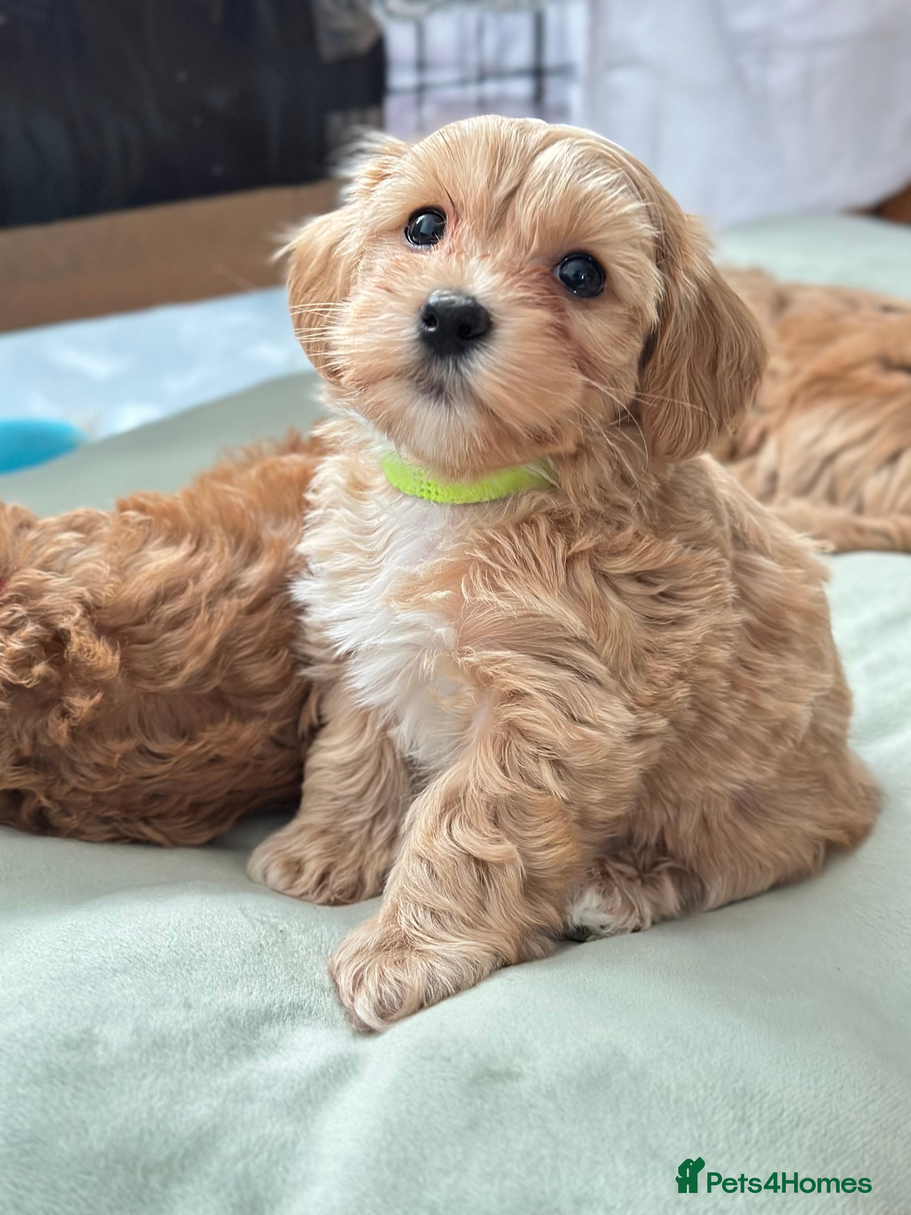 Maltipoo dogs Adorable maltipoo puppie🐶❤️ - Advert 1