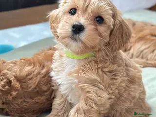 Maltipoo dogs Adorable maltipoo puppie🐶❤️ - Advert 1
