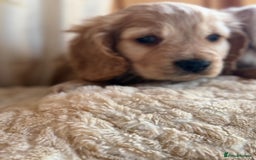 Cocker Spaniel dogs for sale: My pups🐾 fection show type cocker spaniel  - Advert 16