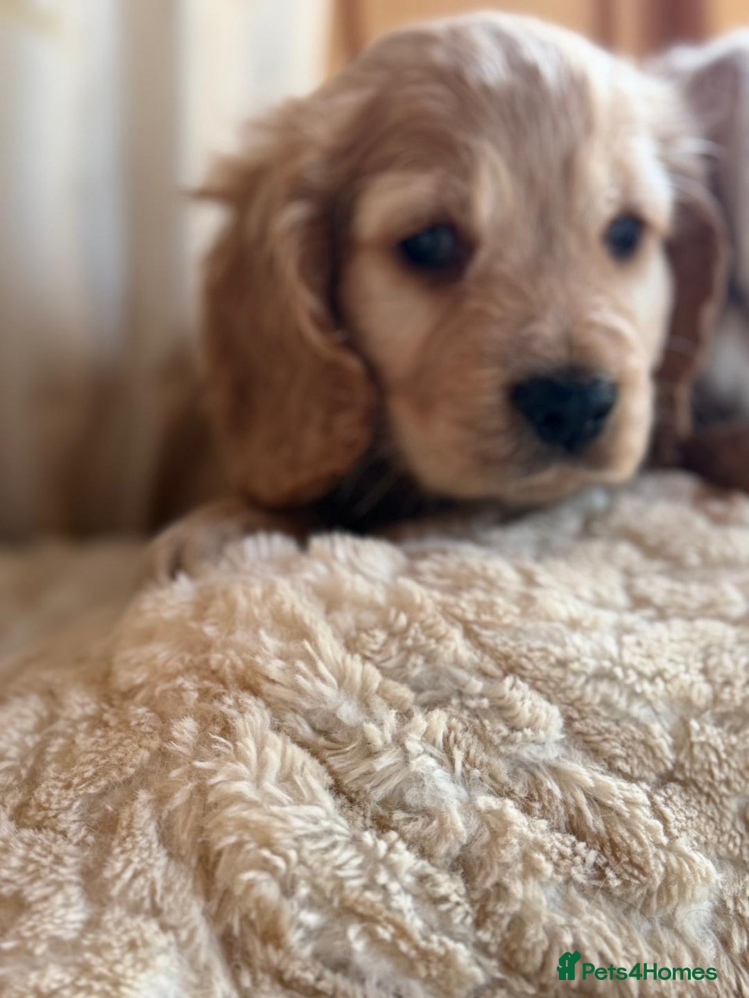 Cocker Spaniel dogs for sale: My pups🐾 fection show type cocker spaniel  - Advert 16