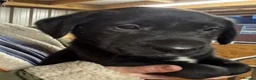 Borador dogs for sale: 6 beautiful collie cross lab puppies for sale!! - Advert 14