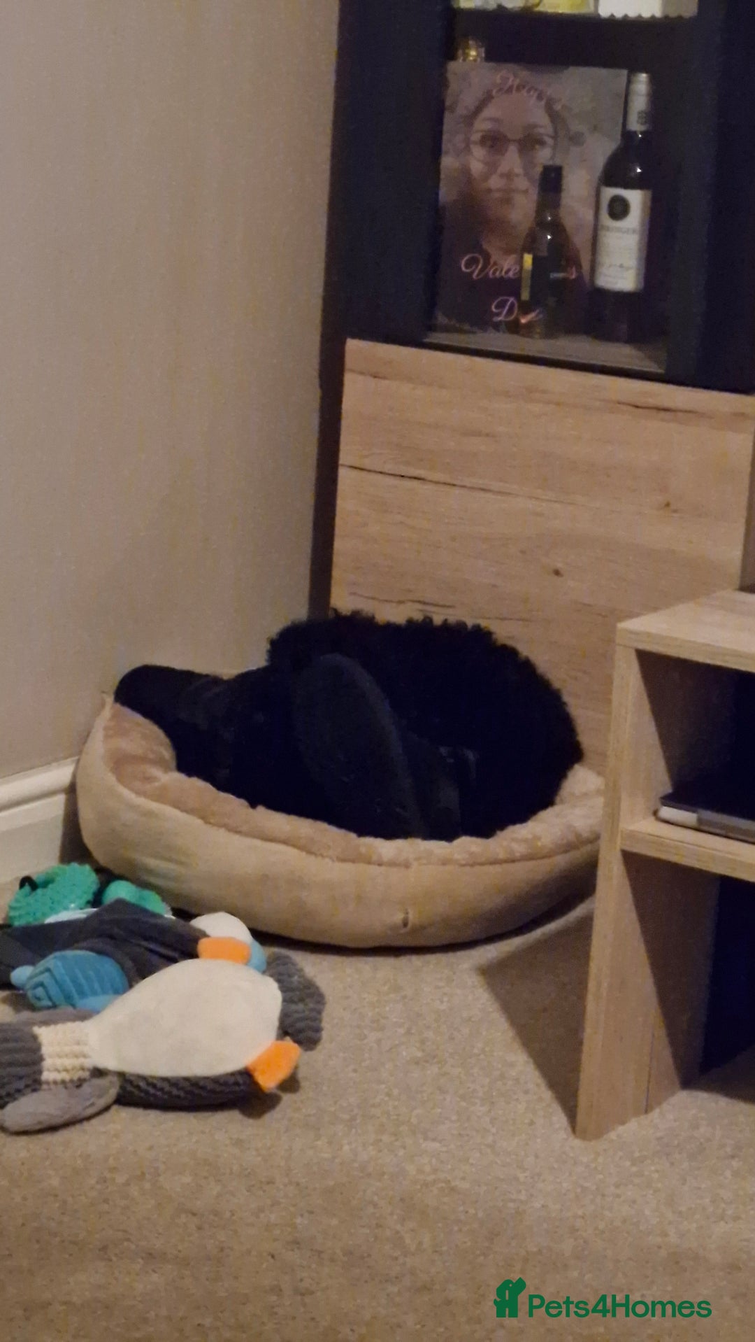 Cockapoo dogs for sale: Beautiful Black Cocapoo Boy - Advert 4