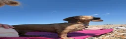 Miniature Dachshund dogs for sale: Miniature Daschund puppy’s 4 boys and 1 girl  in Portsmouth - Advert 1