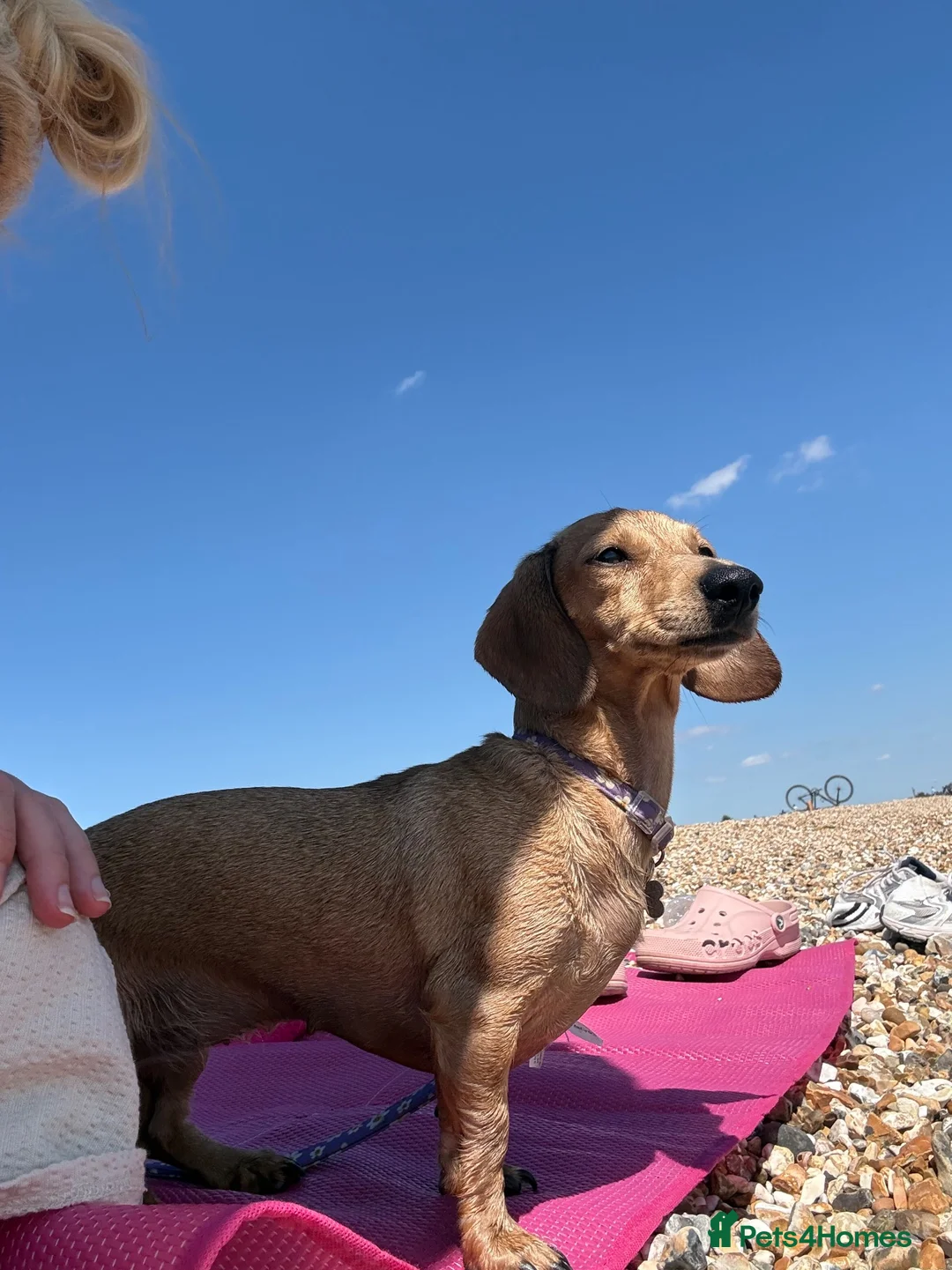 Miniature Dachshund dogs for sale: Miniature Daschund puppy’s 4 boys and 1 girl  in Portsmouth - Advert 1