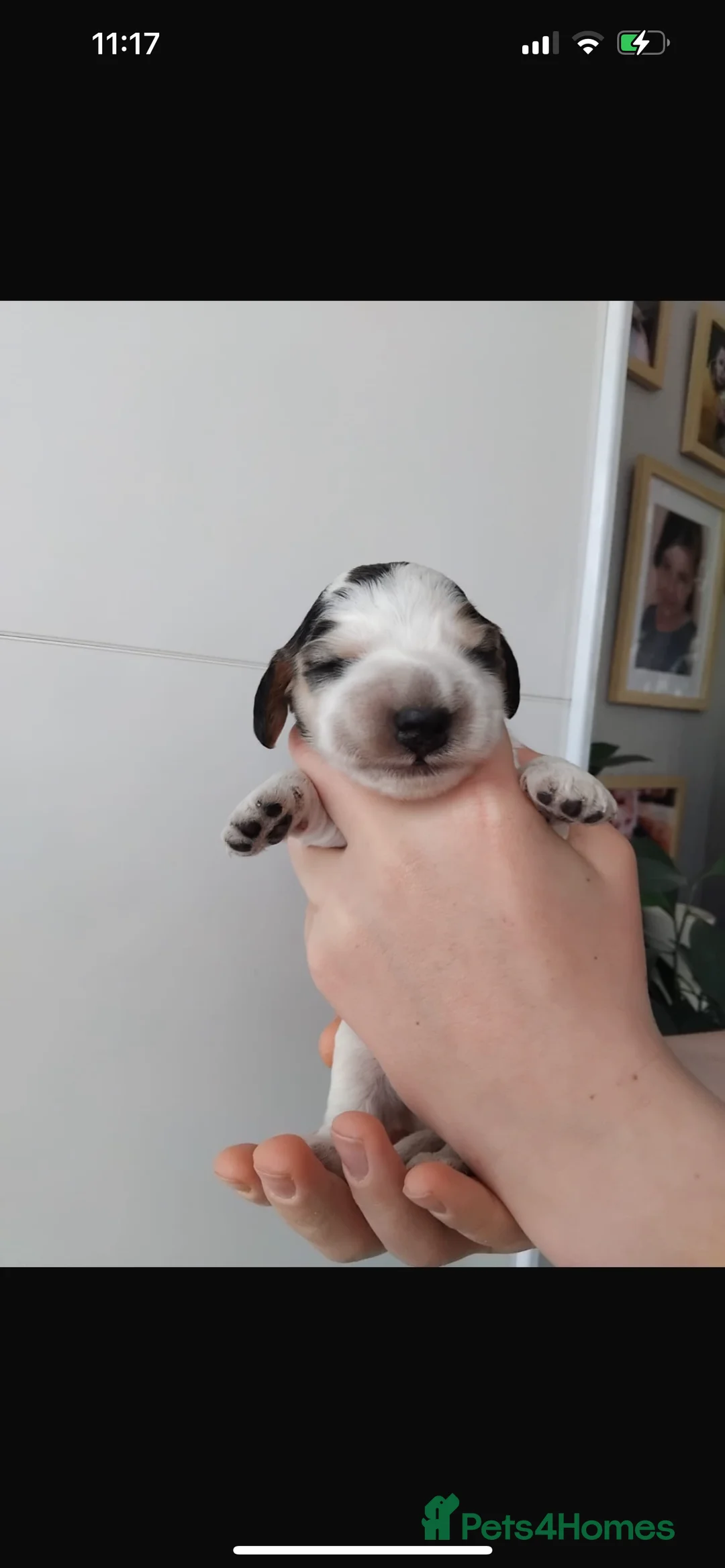 Cocker Spaniel dogs for stud: 2 PROVEN/HEALTH CLEAR KC Show Cocker Spaniels Stud in Shildon - Advert 27