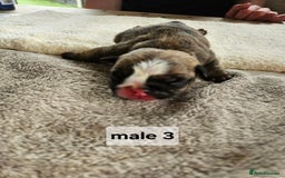 English Bulldog dogs for sale: Kennel club registered English bulldog puppies  - Image 11
