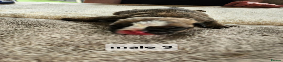 English Bulldog male 3