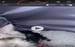 Scottish Fold cats for sale: Adorable Scottish Straight Kittens 💞 - Image 16