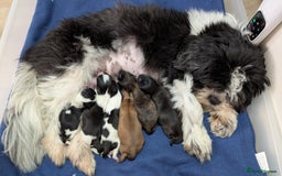 Shih Tzu dogs for sale: KC registered Shih Tzu puppies  - Image 2