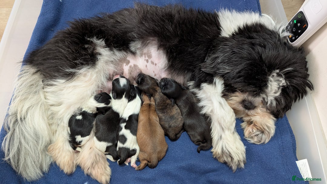 Shih Tzu dogs for sale: KC registered Shih Tzu puppies  - Image 2
