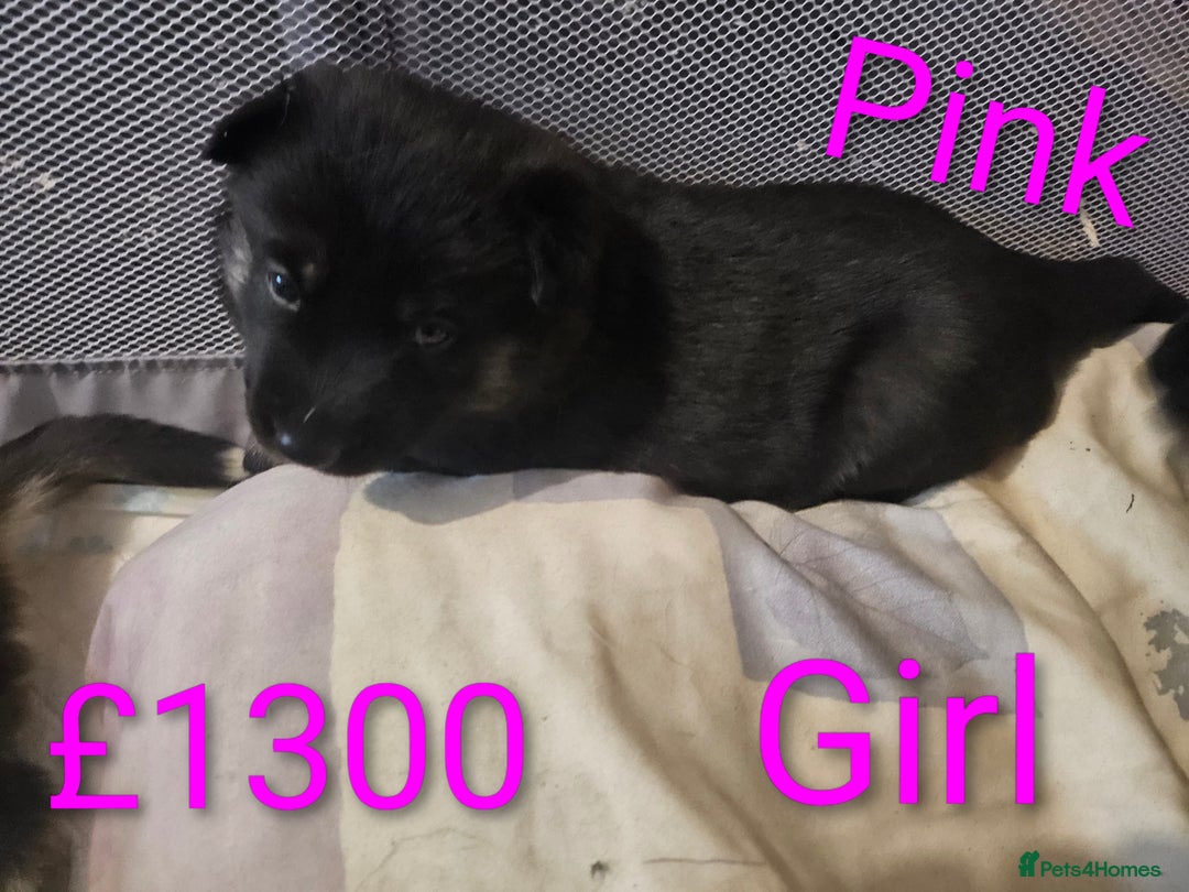 Shepsky dogs for sale: 7 Beautiful Shepsky puppies.  - Advert 7