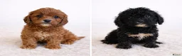 Cavapoo dogs for sale: F1 health tested Cavapoo puppies  - Advert 7