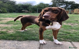 Mixed Breed dogs for adoption: Nacho - goofy Sabueso Hound for adoption - Image 4