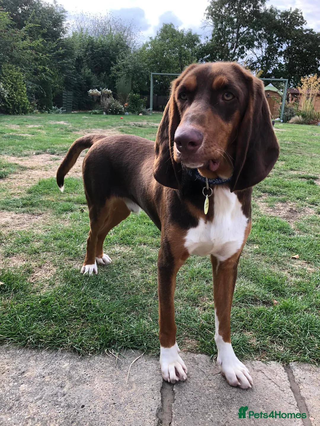 Mixed Breed dogs for adoption: Nacho - goofy Sabueso Hound for adoption - Advert 4