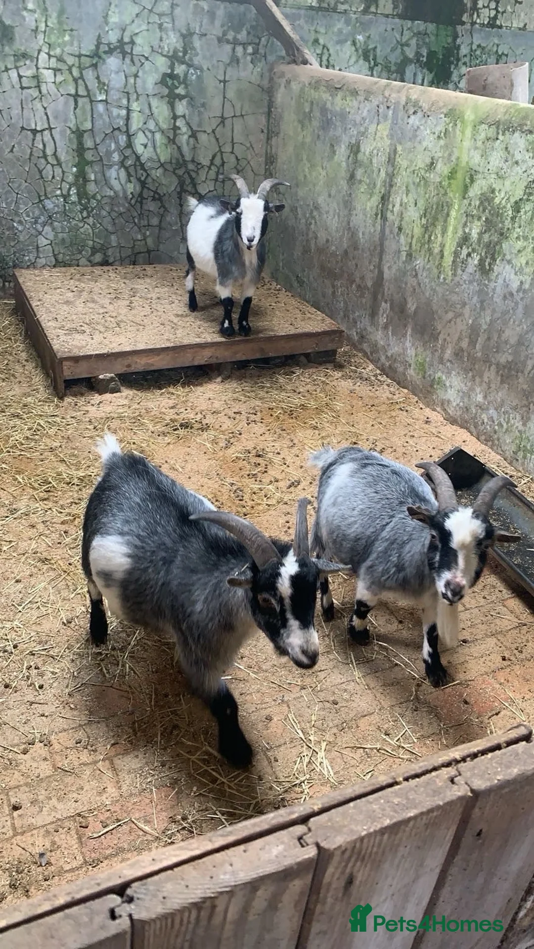 Goats livestock for sale: Goats  in Mauchline - Advert 2