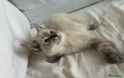 Ragdoll cats for sale: Male ragdoll kitten ASAP! - Image 3