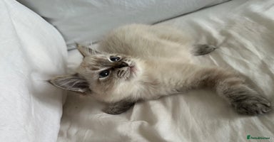 Ragdoll cats - Advert 8