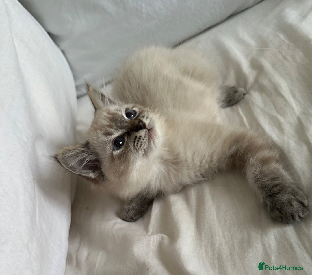 Ragdoll cats for sale: Male ragdoll kitten ASAP! - Image 3