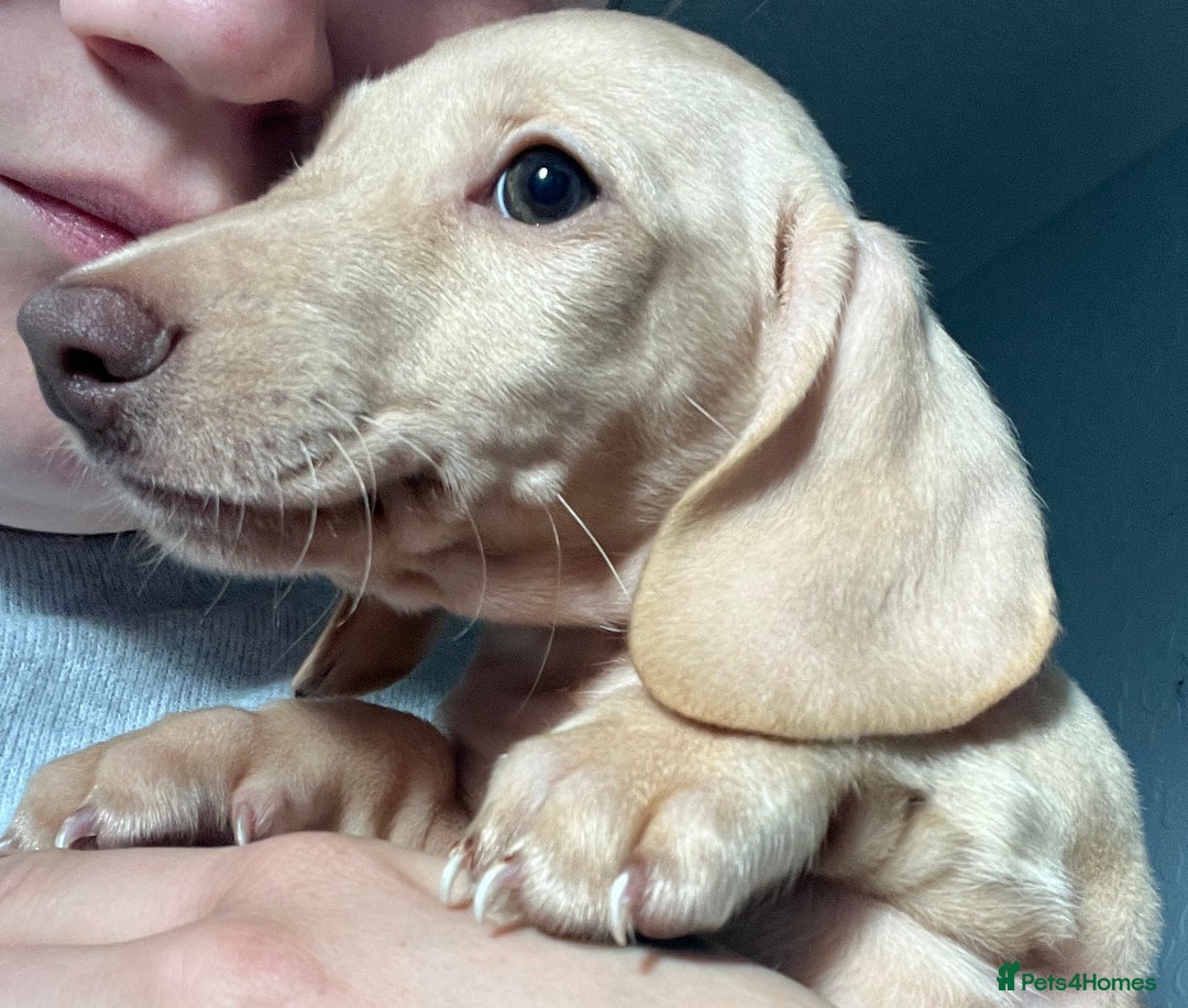 Dachshund dogs for sale: Miniature smooth haired cream dachshund puppy male - Image 3
