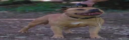 Staffordshire Bull Terrier dogs for sale: 🐾 STUNNING RED STAFFIE PUPPIES 🐾 - Advert 13
