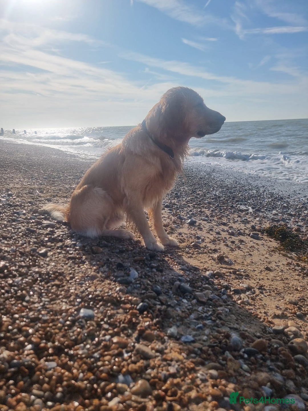 Golden Retriever dogs for stud: Golden Retriever Stud Dog – Northampton  - Advert 5