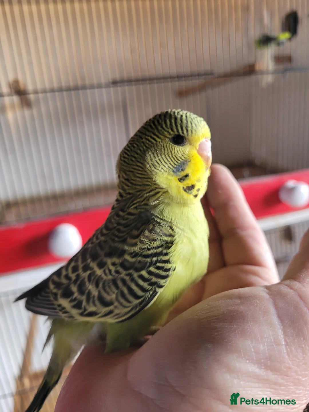 Budgerigars birds for sale: Baby Budgies (no offers) - Advert 25