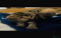 Domestic Shorthair cats for sale: 2 boys and 1 girl domestic shorthair kittens - Image 2