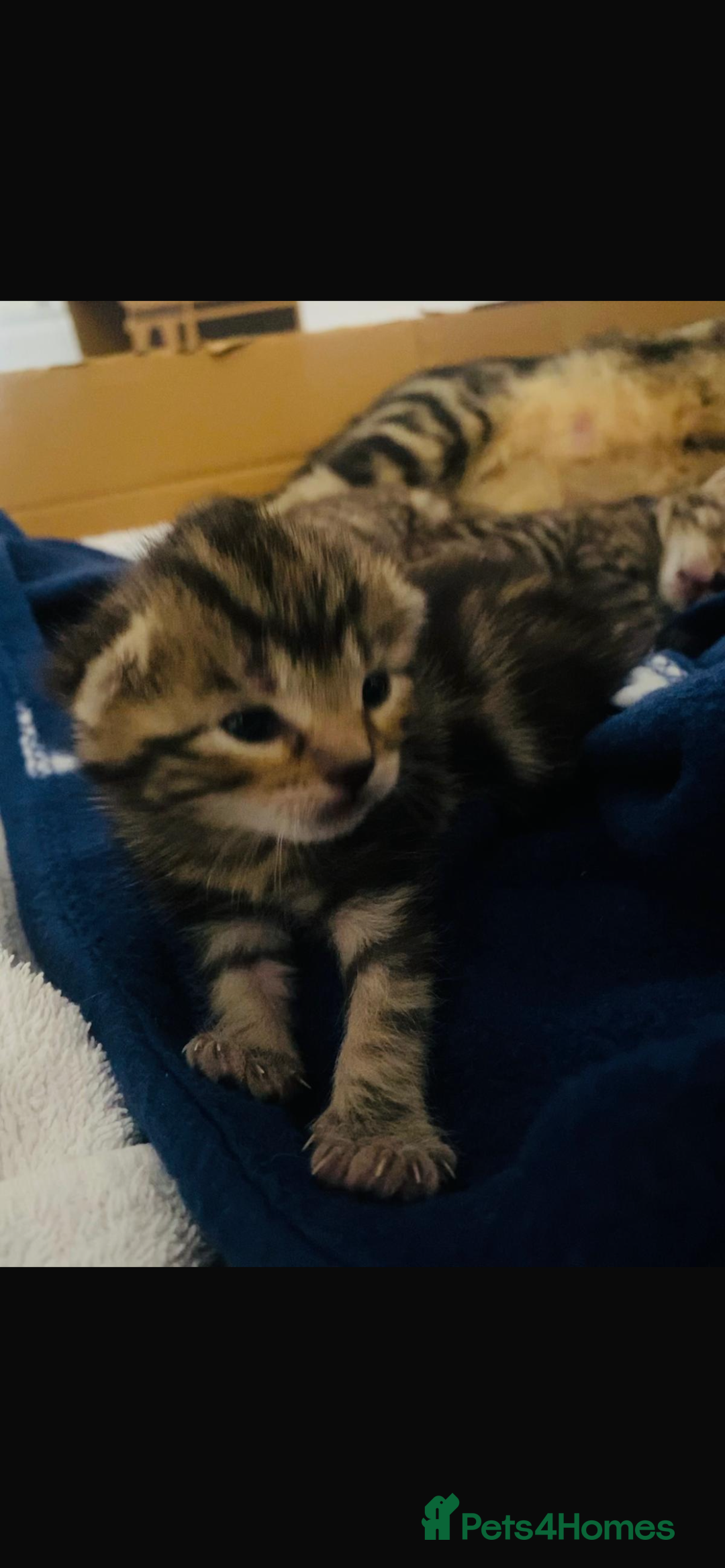 Domestic Shorthair cats for sale: 2 boys and 1 girl domestic shorthair kittens - Image 2