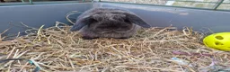 Mini Lop rabbits for sale: 3 female mini lop ear bunnies - Advert 5
