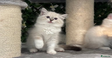 Ragdoll cats - Advert 4