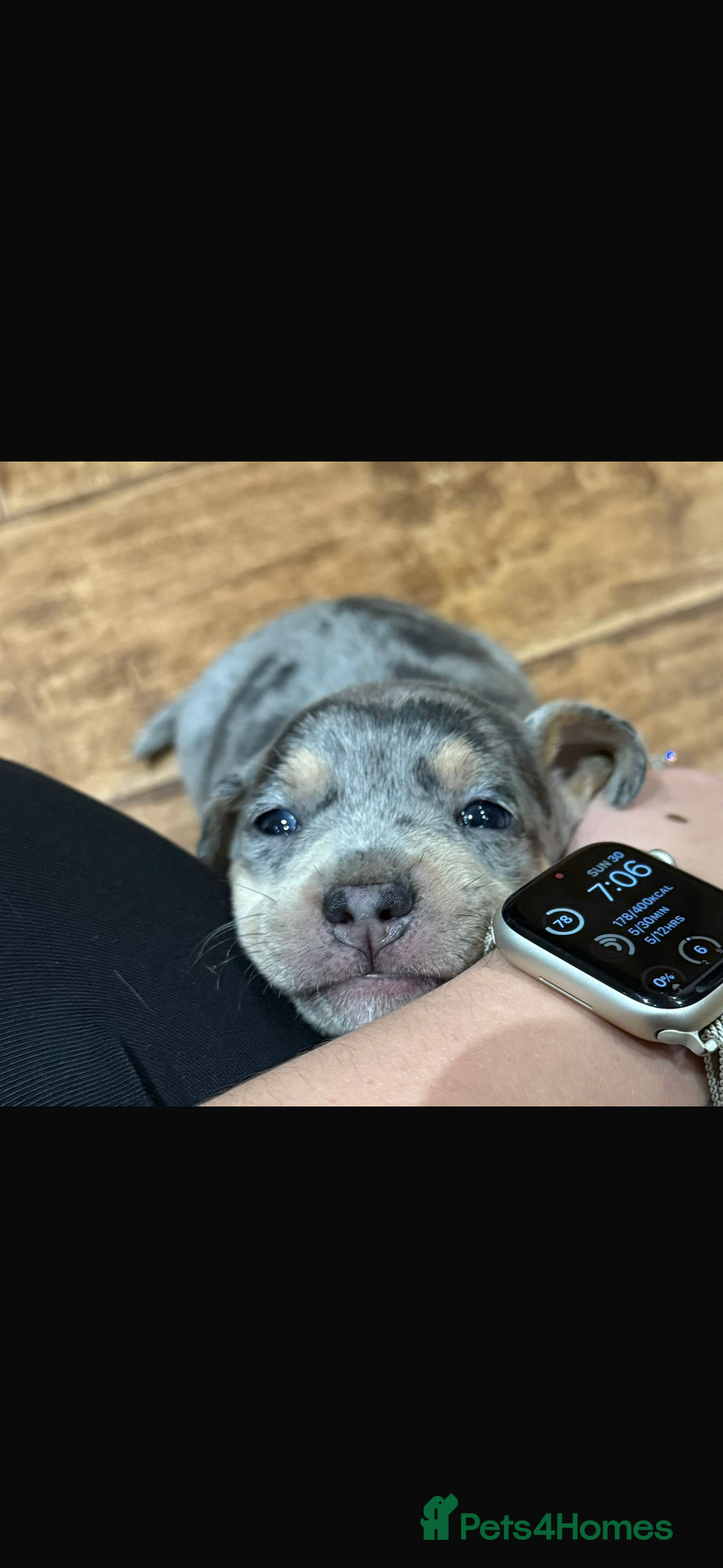 Mixed Breed dogs for sale: 🐾 Beautiful French Bull Weiners 🐾  - Advert 9