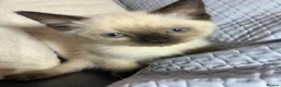 British Shorthair cats for sale: British short hair x ragdoll  - Advert 7