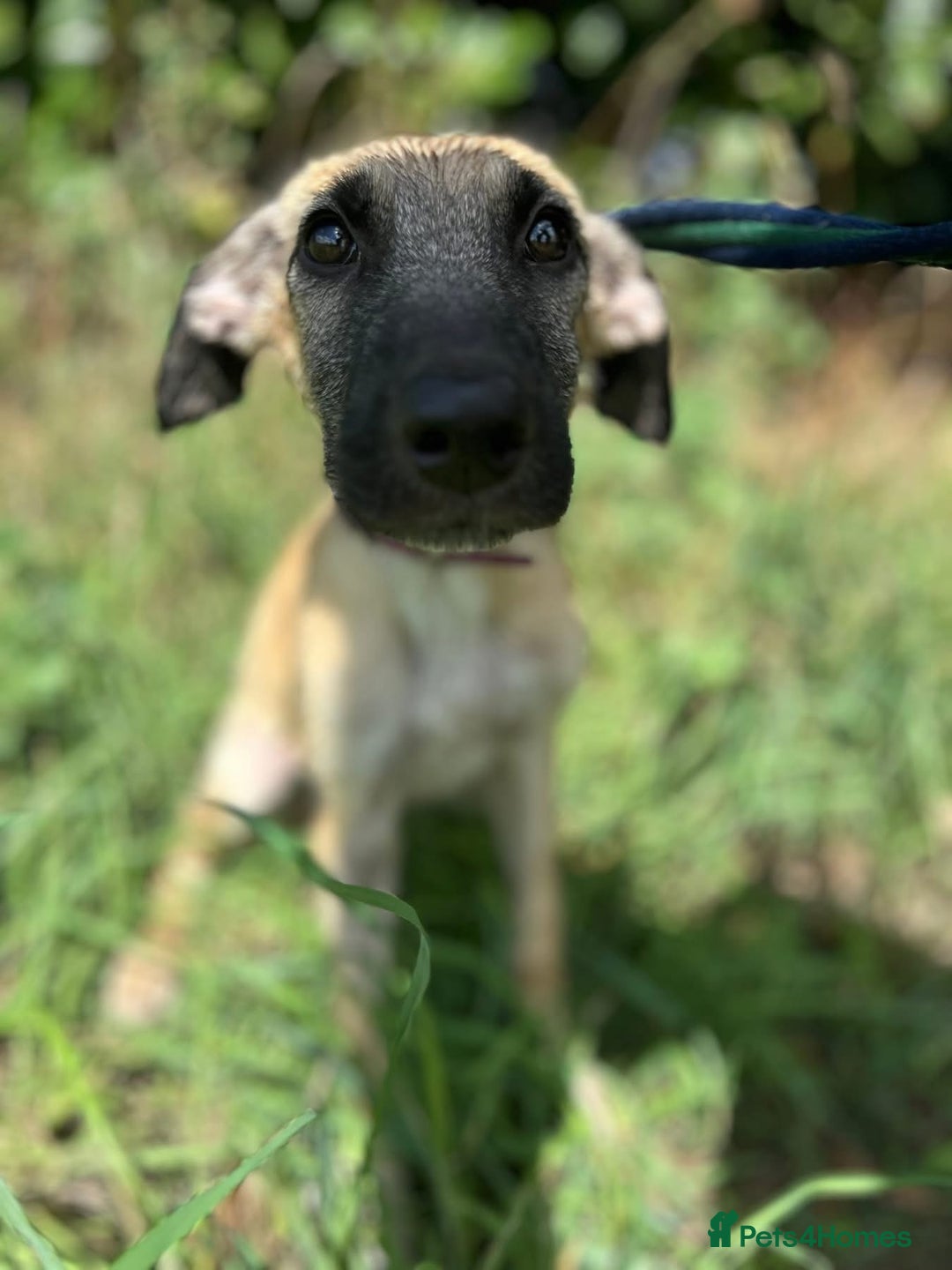 Mixed Breed dogs for adoption: Astra - Norwich Norfolk  - Image 2