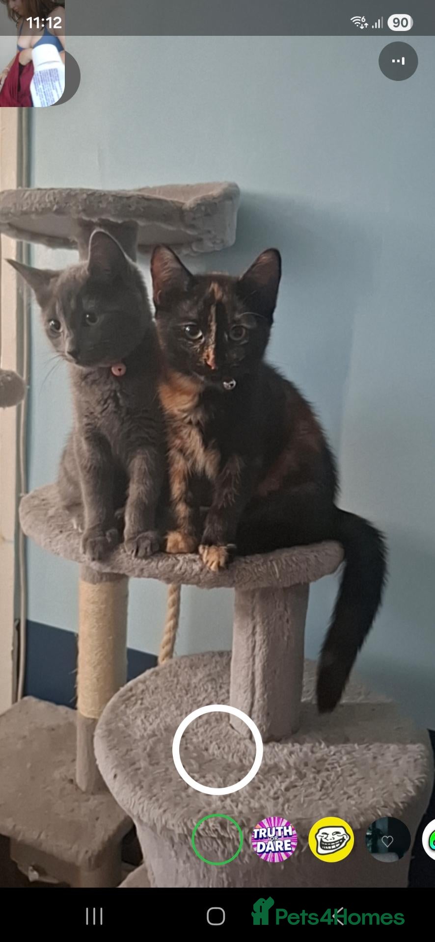 American Shorthair cats 2 cats for sale - Advert 5