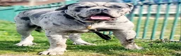 Mixed Breed dogs for stud: Cane corso stud  - Advert 5