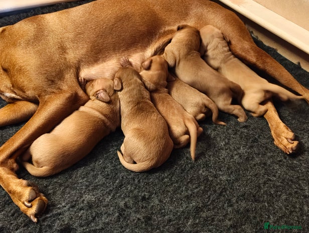 Hungarian Vizsla dogs - Advert 4