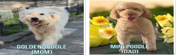 Mini Goldendoodle dogs for sale: F1B Mini Goldendoodles  in Wigan - Advert 13