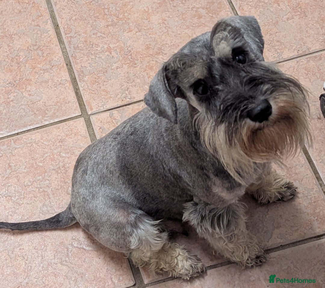 Miniature Schnauzer dogs for sale: Beautiful Pepper+Salt Boys - Image 25